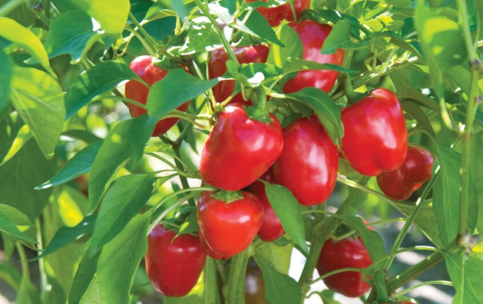 Peppers hanging from the plant