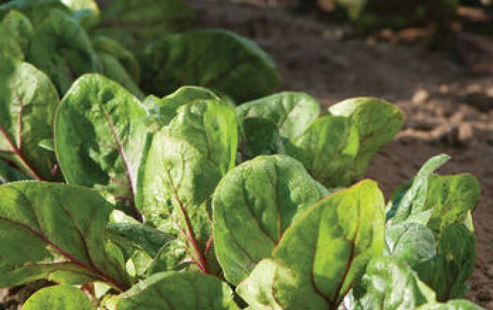 Spinach field