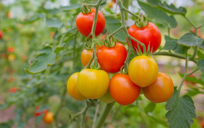 Tomatoes on the vine